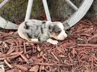 Sherman (Little), a male Toy Australian Shepherd for sale in Plato, MO – Photo 7 of 8
