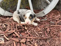 Sherman (Little), a male Toy Australian Shepherd for sale in Plato, MO – Photo 5 of 8