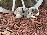 Sherman (Little), a male Toy Australian Shepherd for sale in Plato, MO – Photo 8 of 8