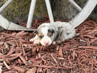 Sherman (Little), a male Toy Australian Shepherd for sale in Plato, MO – Photo 6 of 8