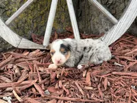 Sherman (Little), a male Toy Australian Shepherd for sale in Plato, MO – Photo 3 of 8