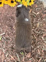 Leo (Video on Website), a male Toy Australian Shepherd for sale in Plato, MO – 8 of 9