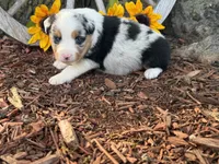 Martin , a male Toy Australian Shepherd for sale in Plato, MO – 7 of 9