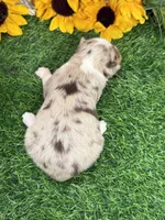 Lola, a female Toy Australian Shepherd for sale in Plato, MO – 3 of 8