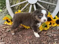 Leo (Video on Website), a male Toy Australian Shepherd for sale in Plato, MO – 9 of 9