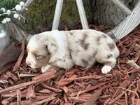 Marley, a male Toy Australian Shepherd for sale in Plato, MO – Photo 9 of 10