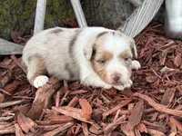 Marley, a male Toy Australian Shepherd for sale in Plato, MO – Photo 6 of 10
