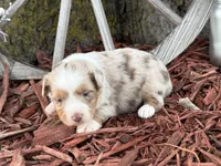Marley, a male Toy Australian Shepherd for sale in Plato, MO – Photo 1 of 10