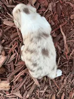 Marley, a male Toy Australian Shepherd for sale in Plato, MO – Photo 3 of 10