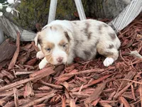 Marley, a male Toy Australian Shepherd for sale in Plato, MO – Photo 10 of 10