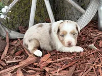 Marley, a male Toy Australian Shepherd for sale in Plato, MO – Photo 5 of 10