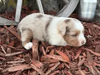 Marley, a male Toy Australian Shepherd for sale in Plato, MO – Photo 4 of 10