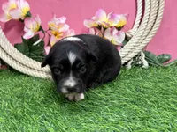 Twix, a female Miniature Australian Shepherd for sale in Plato, MO – Photo 3 of 7