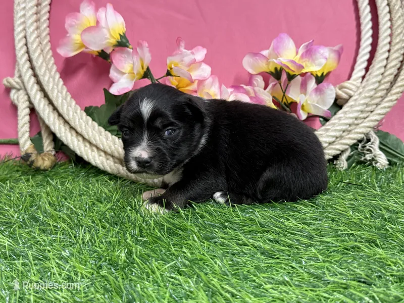 Twix – Miniature Australian Shepherd puppy for sale in Plato, MO