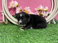 Twix, a female Miniature Australian Shepherd for sale in Plato, MO – Photo 1 of 7