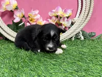 Twix, a female Miniature Australian Shepherd for sale in Plato, MO – Photo 5 of 7