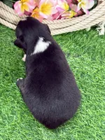 Twix, a female Miniature Australian Shepherd for sale in Plato, MO – Photo 4 of 7