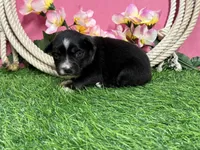 Twix, a female Miniature Australian Shepherd for sale in Plato, MO – Photo 7 of 7