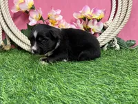 Twix, a female Miniature Australian Shepherd for sale in Plato, MO – Photo 2 of 7