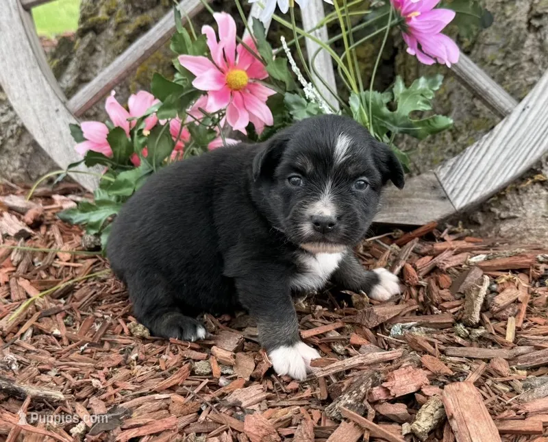 Twix – Miniature Australian Shepherd puppy for sale in Plato, MO