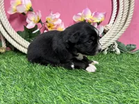 Twix, a female Miniature Australian Shepherd for sale in Plato, MO – Photo 6 of 7