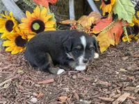 Jazzy, a female Toy Australian Shepherd for sale in Plato, MO – 5 of 10
