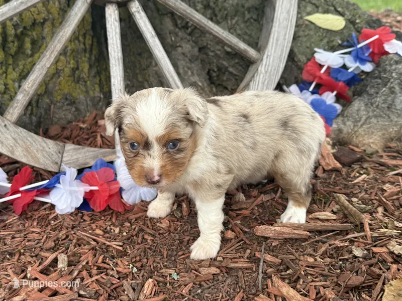 Lola – Toy Australian Shepherd puppy for sale in Plato, MO