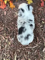 Chase (video on website), a male Toy Australian Shepherd for sale in Plato, MO – 4 of 10