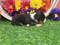 Callie (little), a female Toy Australian Shepherd for sale in Plato, MO – 4 of 9