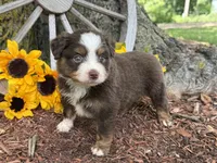 Leo (Video on Website), a male Toy Australian Shepherd for sale in Plato, MO – 5 of 9