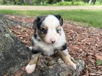 Pistol (Video on Website), a male Toy Australian Shepherd for sale in Plato, MO – 3 of 10