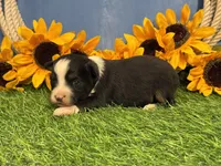 Timber, a male Toy Australian Shepherd for sale in Plato, MO – 7 of 9