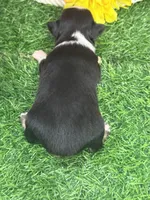 Callie (little), a female Toy Australian Shepherd for sale in Plato, MO – 3 of 9