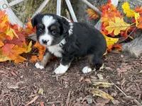 Timber (Video on Website), a male Toy Australian Shepherd for sale in Plato, MO – 3 of 10