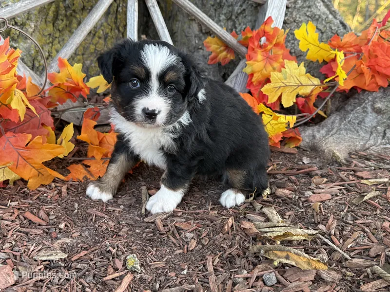 Timber – Toy Australian Shepherd puppy for sale in Plato, MO