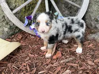 Pistol (Video on Website), a male Toy Australian Shepherd for sale in Plato, MO – 10 of 10