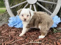Carmel (Video on Website), a male Toy Australian Shepherd for sale in Plato, MO – Photo 10 of 10