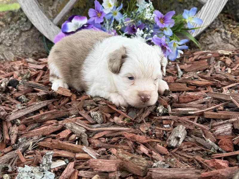 Caramel – Toy Australian Shepherd puppy for sale in Plato, MO