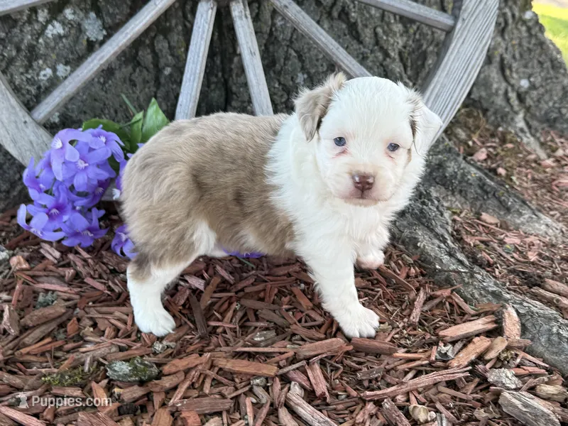Caramel – Toy Australian Shepherd puppy for sale in Plato, MO