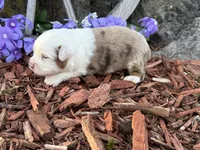 Caramel, a male Toy Australian Shepherd for sale in Plato, MO – Photo 3 of 9