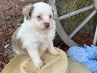 Carmel (Video on Website), a male Toy Australian Shepherd for sale in Plato, MO – Photo 3 of 10
