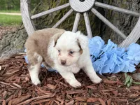 Carmel (Video on Website), a male Toy Australian Shepherd for sale in Plato, MO – Photo 7 of 10