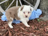 Carmel (Video on Website), a male Toy Australian Shepherd for sale in Plato, MO – Photo 6 of 10