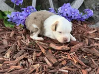 Caramel, a male Toy Australian Shepherd for sale in Plato, MO – Photo 8 of 9