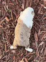Caramel, a male Toy Australian Shepherd for sale in Plato, MO – Photo 6 of 9