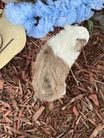 Carmel (Video on Website), a male Toy Australian Shepherd for sale in Plato, MO – Photo 9 of 10