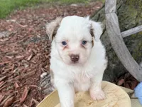 Carmel (Video on Website), a male Toy Australian Shepherd for sale in Plato, MO – Photo 4 of 10