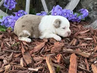 Caramel, a male Toy Australian Shepherd for sale in Plato, MO – Photo 7 of 9