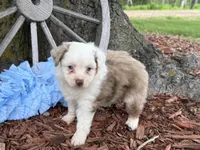 Carmel (Video on Website), a male Toy Australian Shepherd for sale in Plato, MO – Photo 5 of 10