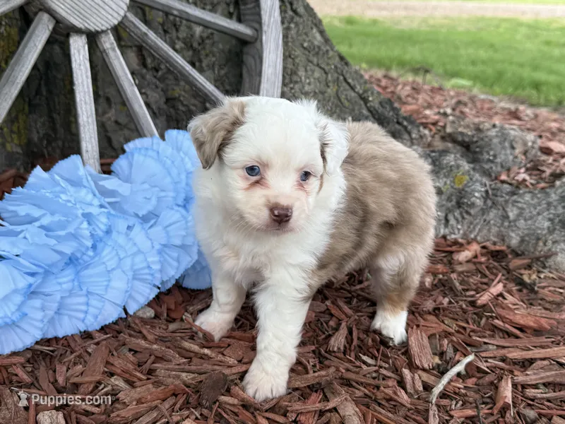 Carmel (Video on Website) – Toy Australian Shepherd puppy for sale in Plato, MO
